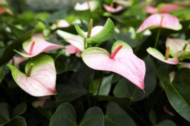 Bahçedeki güzel spadix çiçeği, seçici odak