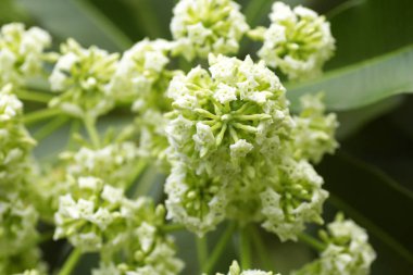 Tahta Ağaç, Şeytan Ağacı, Alstonya Bursu (Linn.) R Br., Çiçekler, bitkiler, Tayland 'ın tıbbi özellikleri vardır.