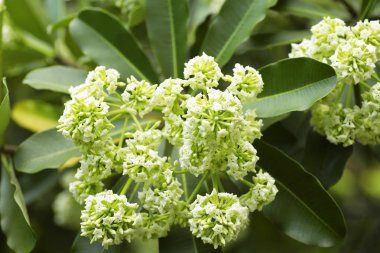 Tahta Ağaç, Şeytan Ağacı, Alstonya Bursu (Linn.) R Br., Çiçekler, bitkiler, Tayland 'ın tıbbi özellikleri vardır.