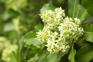 Tahta Ağaç, Şeytan Ağacı, Alstonya Bursu (Linn.) R Br., Çiçekler, bitkiler, Tayland 'ın tıbbi özellikleri vardır.
