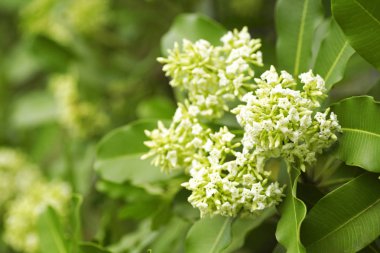 Tahta Ağaç, Şeytan Ağacı, Alstonya Bursu (Linn.) R Br., Çiçekler, bitkiler, Tayland 'ın tıbbi özellikleri vardır.