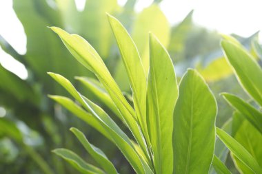 Su damlaları ile güzel yeşil yaprak