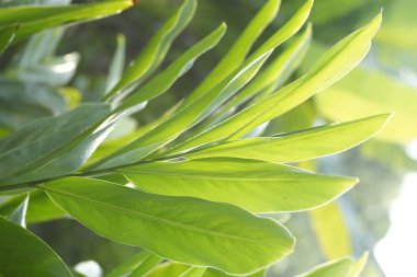 Su damlaları ile güzel yeşil yaprak