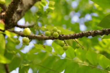 yıldız bektaşi üzümü meyve ağacı üzerinde