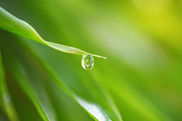 Hermosa Hoja Verde Con Gotas Agua — Foto de Stock