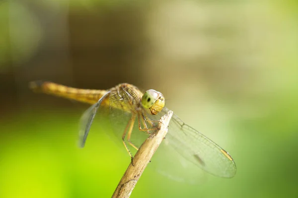 Libélula Fundo Desfocado — Fotografia de Stock