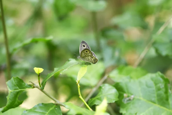 Monarch Motýl Zelený List — Stock fotografie