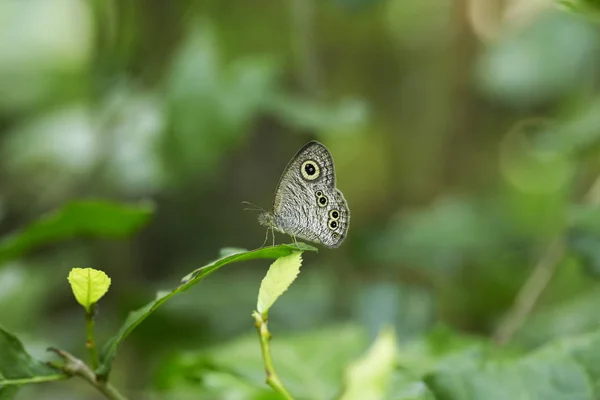 Monarcha Motyl Zielonym Liściu — Zdjęcie stockowe