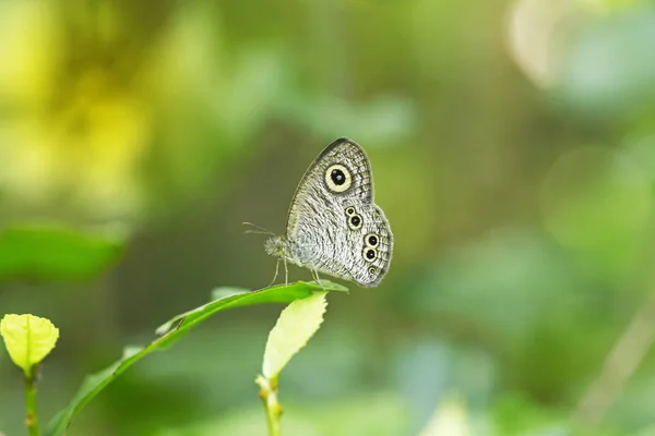 Monarcha Motyl Zielonym Liściu — Zdjęcie stockowe