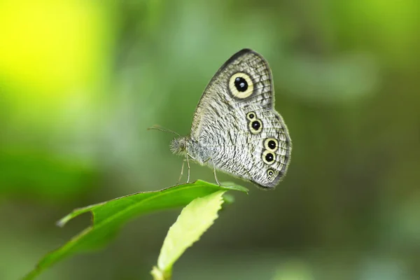 Monarcha Motyl Zielonym Liściu — Zdjęcie stockowe