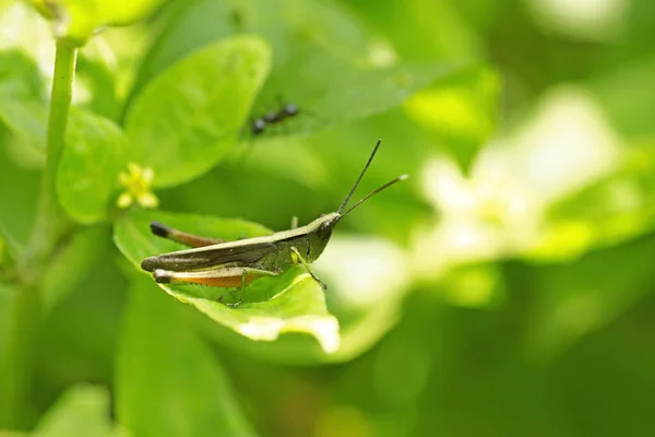 Grasshopper Poleiro Folha Verde — Fotografia de Stock