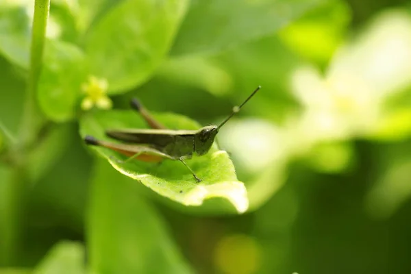 Grasshopper Zittend Groen Blad — Stockfoto