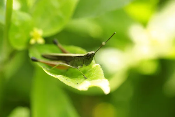 Kobylka Sedící Zeleném Listu — Stock fotografie