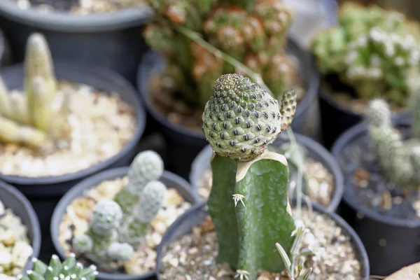 çeşitli taze yeşil kaktüs bitkileri arka plan