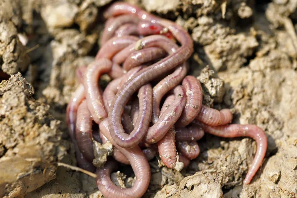 solucan kalıp, makro fotoğraf