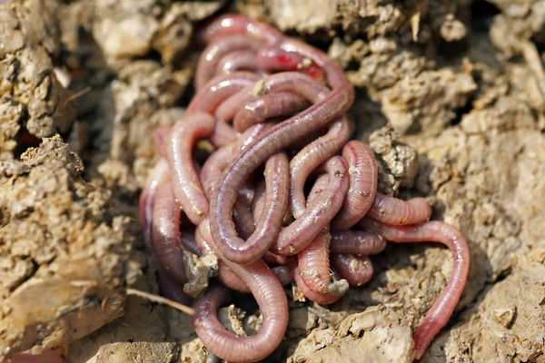 Daggmaskar Mögel Makro Foto — Stockfoto