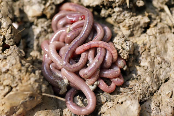 solucan kalıp, makro fotoğraf