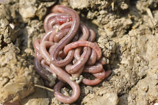 solucan kalıp, makro fotoğraf