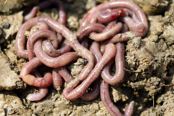 solucan kalıp, makro fotoğraf