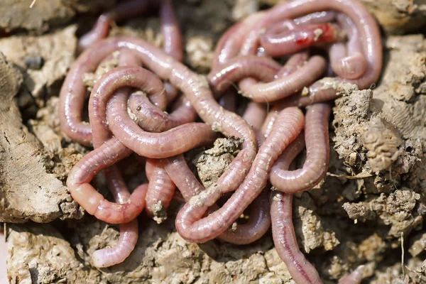 solucan kalıp, makro fotoğraf