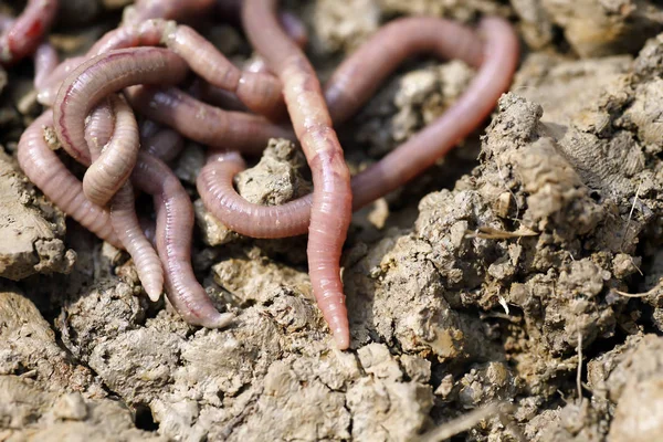 solucan kalıp, makro fotoğraf