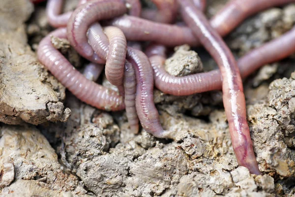 solucan kalıp, makro fotoğraf