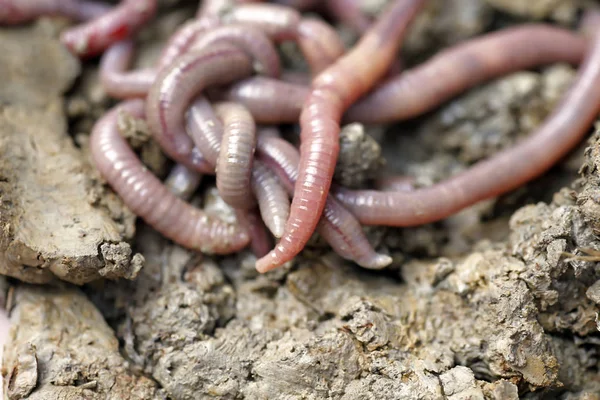 solucan kalıp, makro fotoğraf