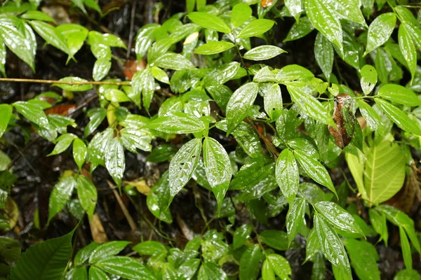 Textura Zeleného Listu Jako Pozadí — Stock fotografie