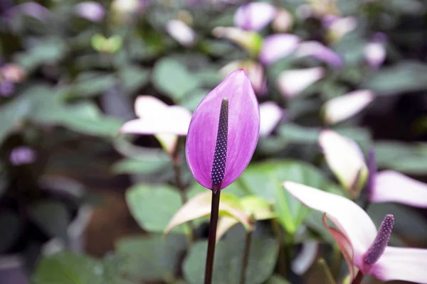 Piękny Kwiat Spadix Ogrodzie Selektywne Skupienie — Zdjęcie stockowe