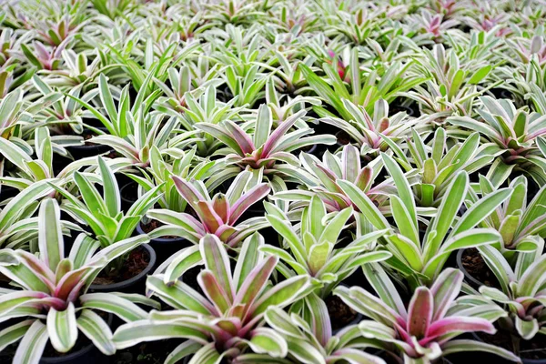 Aechmea fasciata, Bromeliad dokusu, Arkaplan