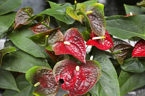 Bahçedeki güzel spadix çiçeği, seçici odak