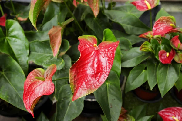 Beautiful Spadix Flower Garden Selective Focus — Stock Photo, Image