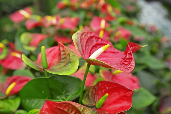 Bahçedeki güzel spadix çiçeği, seçici odak