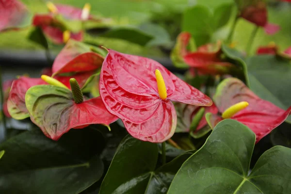 Bahçedeki güzel spadix çiçeği, seçici odak