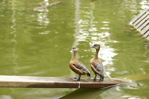 Bir grupta ördek yürümek