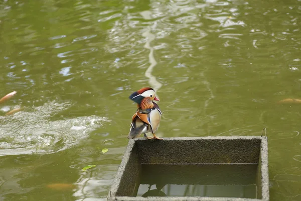 Bir grupta ördek yürümek