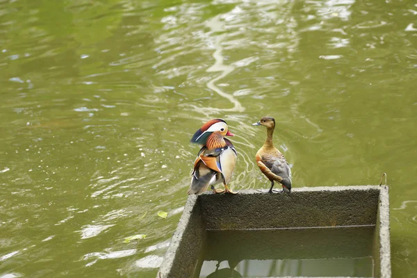 Bir grupta ördek yürümek