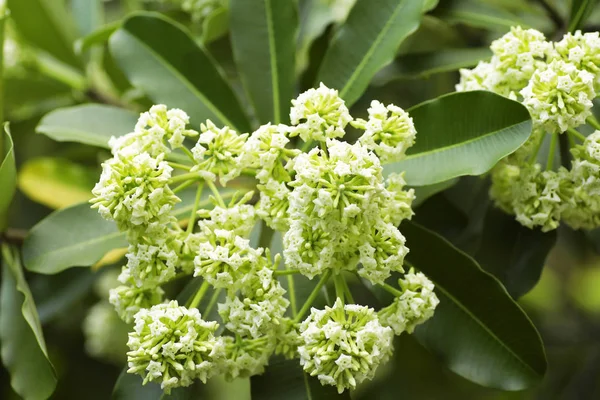 Tahta Ağaç, Şeytan Ağacı, Alstonya Bursu (Linn.) R Br., Çiçekler, bitkiler, Tayland 'ın tıbbi özellikleri vardır.