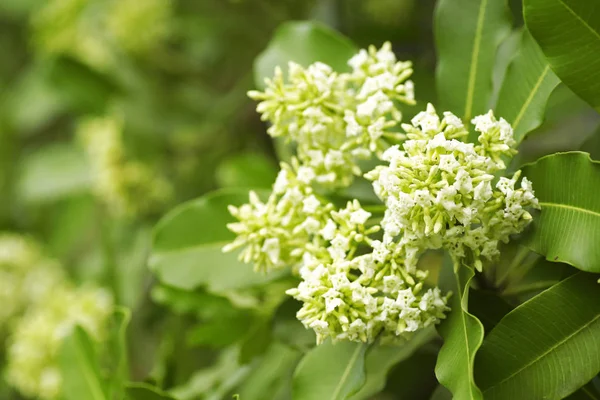 Tahta Ağaç, Şeytan Ağacı, Alstonya Bursu (Linn.) R Br., Çiçekler, bitkiler, Tayland 'ın tıbbi özellikleri vardır.