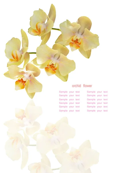 Variedad Orquídeas Jardín Verde — Foto de Stock