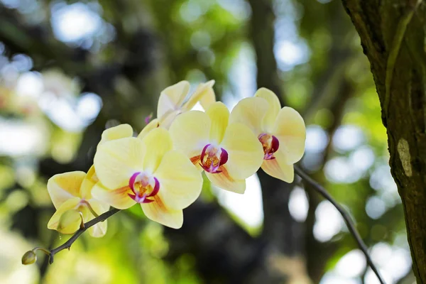 Variedade Orquídea Jardim Verde — Fotografia de Stock
