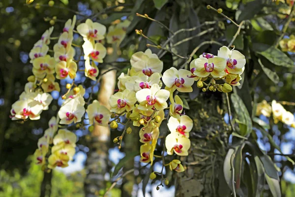 Variedade Orquídea Jardim Verde — Fotografia de Stock