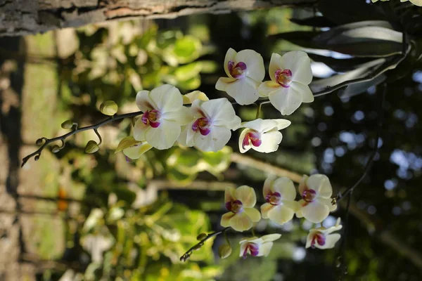 Variedad Orquídeas Jardín Verde —  Fotos de Stock