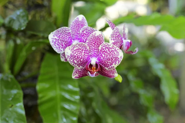 Varietà Orchidea Nel Giardino Verde — Foto Stock