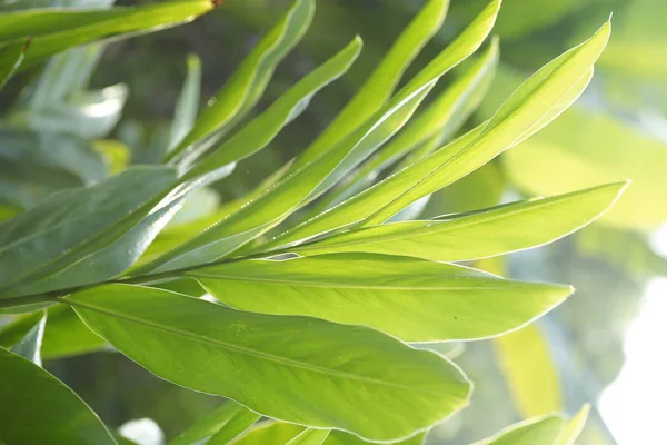 Su damlaları ile güzel yeşil yaprak