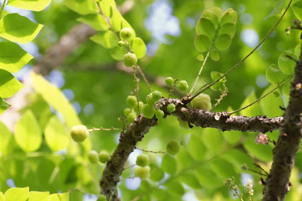yıldız bektaşi üzümü meyve ağacı üzerinde