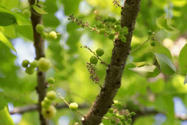 yıldız bektaşi üzümü meyve ağacı üzerinde