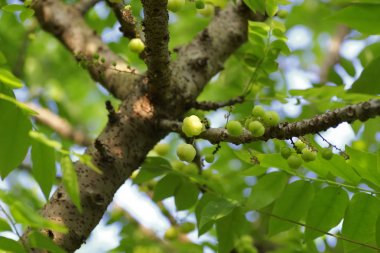 yıldız bektaşi üzümü meyve ağacı üzerinde