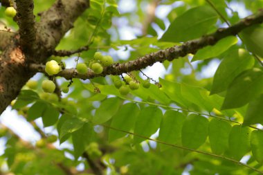 yıldız bektaşi üzümü meyve ağacı üzerinde