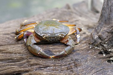 Kıllı bacak dağ Yengeç: Loei, Thailand